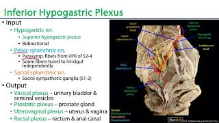 Pelvic Autonomics  M1 Perineum [upl. by Fatma]