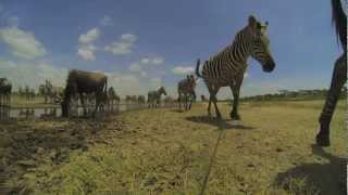 Ndutu Migration TimeLapse [upl. by Attenreb]