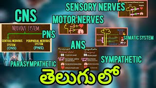 CNS PNSSOMATIC SYSTEM amp ANS  SYMPATHETIC amp PARASYMPATHETIC SYSTEM in telugu [upl. by Colwin]