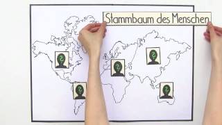 STAMMBAUM DES MENSCHEN  Biologie  Evolutionsbiologie [upl. by Hay464]