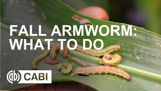 Fall Armyworm What to do [upl. by Pytlik]