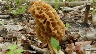 How To Grow Morel Mushrooms [upl. by Oicapot]