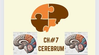 ch7 cerebrum part1 Neuroanatomy Snell [upl. by Harmon252]