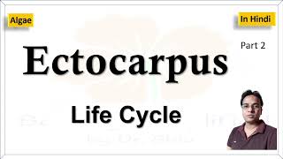 Ectocarpus Life cycle  एक्टोकारपस का जीवन चक्र [upl. by Bergerac]