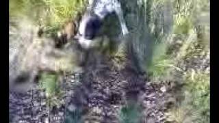 dog kills coyote [upl. by Shara]