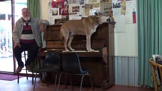 Dog howling and playing the Piano [upl. by Crawford]