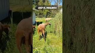 Using Sheep to Battle Invasive Phragmites organicweedcontrol michiganhomestead [upl. by Heda]