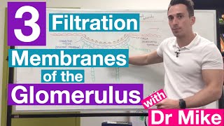 Filtration Membranes of Glomerulus  Renal System [upl. by Ellenej]