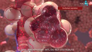 Pulmonary surfactant secretion  3D medical animation [upl. by Attem]