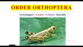 Order Orthoptera [upl. by Adniled]