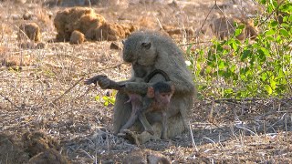 Yellow Baboon Grooming [upl. by Eninaj]