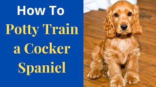 How to easily Potty Train Cocker Spaniels Easy yet Effective method [upl. by Stanislaw]