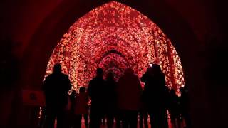 GUILDFORD CATHEDRAL LUXMURALIS POPPY FIELD [upl. by Shaver]