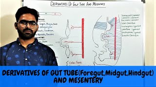 DERIVATIVES OF GUT TUBE AND MESENTARY  GIT EMBRYOLOGY 3 [upl. by Wendy]