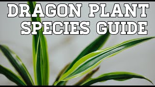 Dracaena Fragrans Species Spotlight and Care Guide  Corn Plant [upl. by Igor]