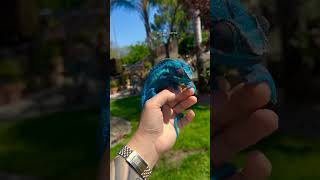 Color King Blue Ambanja Chameleons Vibrant Display chameleon reptiles wildlife shorts nature [upl. by Dougald]