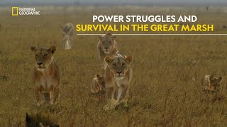 Tensions in the Pride  Savage Kingdom Uprising  हिंदी  S1  E3  Nat Geo [upl. by Shannen]