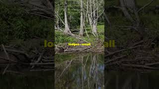 Beaver Architects  Masters of Dam Building shorts animals animalfacts beavers [upl. by Philbrook]