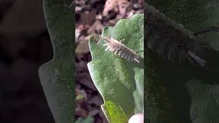 🐛Banded tussock moth caterpillar…the shag🐶nature naturelovers insect [upl. by Goulet]