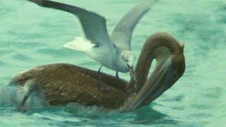 Pelican Fights with Seagulls over Food  Trials Of Life  BBC Earth [upl. by Mettah604]