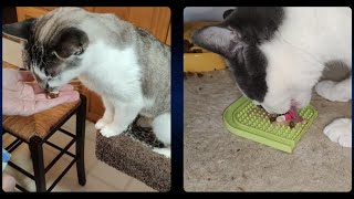 Training Cats to Take Medication new amp improved [upl. by Binnings]