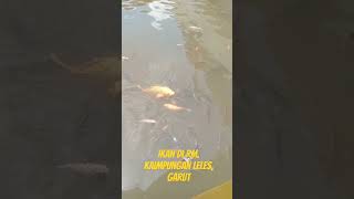 Ikan di rumah makan Kaimpungan Leles Garut [upl. by Damal]