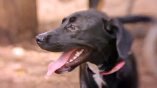 Black Lab Gets Friendly at the Dog Park  The Daily Puppy [upl. by Garibold]