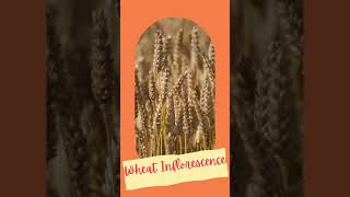 Inflorescence of Wheat II Floral biology of cereals II Seeds of cereals II Spikelet youtubevideos [upl. by Cirri]