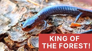 FACT Redbacked Salamanders Rule [upl. by Marcia]