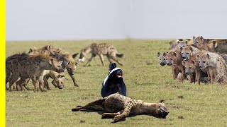 The Honey Badger Is The Most Fearless Animal In The World  Watch And Find Out Why Honey badger [upl. by Noeht]