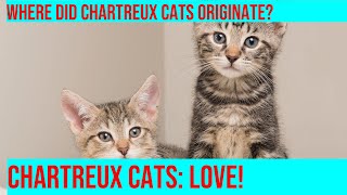 Uncovering the Mystery of the Chartreux Cat Breed [upl. by Brindell]