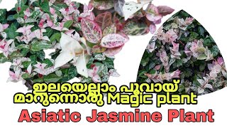 Asiatic Jasmine ഒരു സുന്ദരി ചെടി  Asiatic Jasmine Plant care tips in Malayalam [upl. by Noissap]