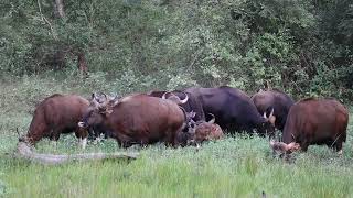 Watch a herd of powerful Gaur have dinner in a ring protecting young at centre from the big cats [upl. by Haidabo847]