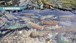 Granja Aquícola  Producción de Langostino en el estado de Quintana Roo [upl. by Nihhi990]