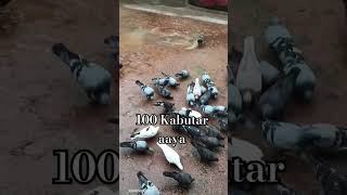 100 Kabutar aaya youtubeshorts point [upl. by Hiller]