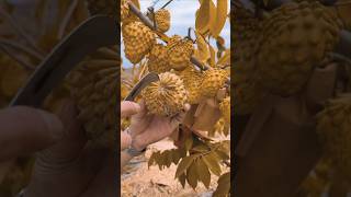 How to grow amazing testy fruit and colour custard fruitbeautifulnaturalfruitgradntrendingsong [upl. by Aikemahs194]