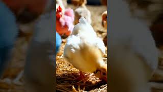 Different colors Baby chicken are playing and eat food birds animals funny chicken cute baby [upl. by Jena96]