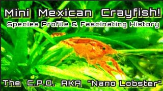 CPO Mexican Nano Crayfish  Species Spotlight Cambarellus patzcuarensis a Fascinating History [upl. by Three]