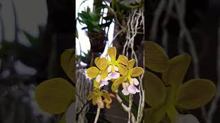 Encyclia Megalantha [upl. by Gannes]