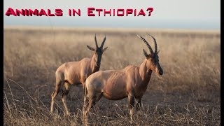 Wildlife of Ethiopia [upl. by Francine234]