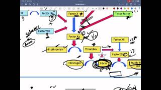 Antiplateletsamp anticoagulant [upl. by Helene597]