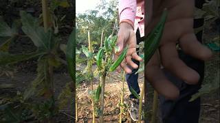 fresh ladyfinger nature farming okra shorts [upl. by Esertap166]