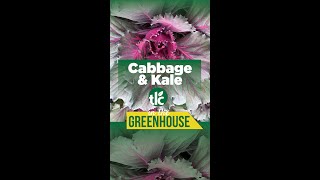 In the Greenhouse  Cabbage amp Kale [upl. by Gwennie]