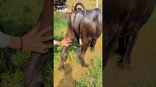 Murrah bull🐃💯  murrabull villagelife dailyvlog dairyfarm shortsf kumawatpushkar007 [upl. by Rog]