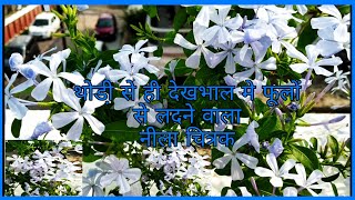 Thodi si care mein Phoolon se ladne wala Plumbago चित्रक Heavy bloomer Plumbago plant perennial [upl. by Calista]