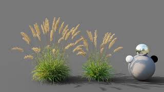 Calamagrostis arundinacea wind animation [upl. by Naitsirk]