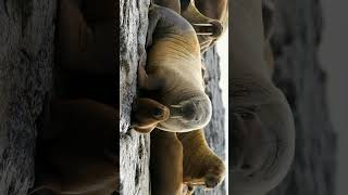 ¹ Walruses  Family Odobenidae  Observed in Description [upl. by Czarra769]