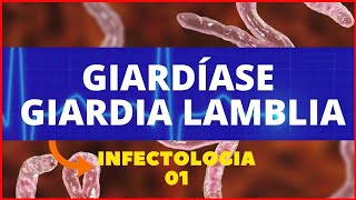 GIARDÍASE  GIARDIA LAMBLIA GIARDIA  PARASITOLOGIA INFECTOLOGIA [upl. by Ardekan]