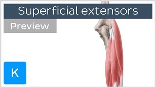 Superficial extensors of the forearm preview  Human Anatomy  Kenhub [upl. by Enyak]