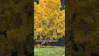 Yellow tree music song pop lyrics cover yellowtree envolvente song [upl. by Sig975]